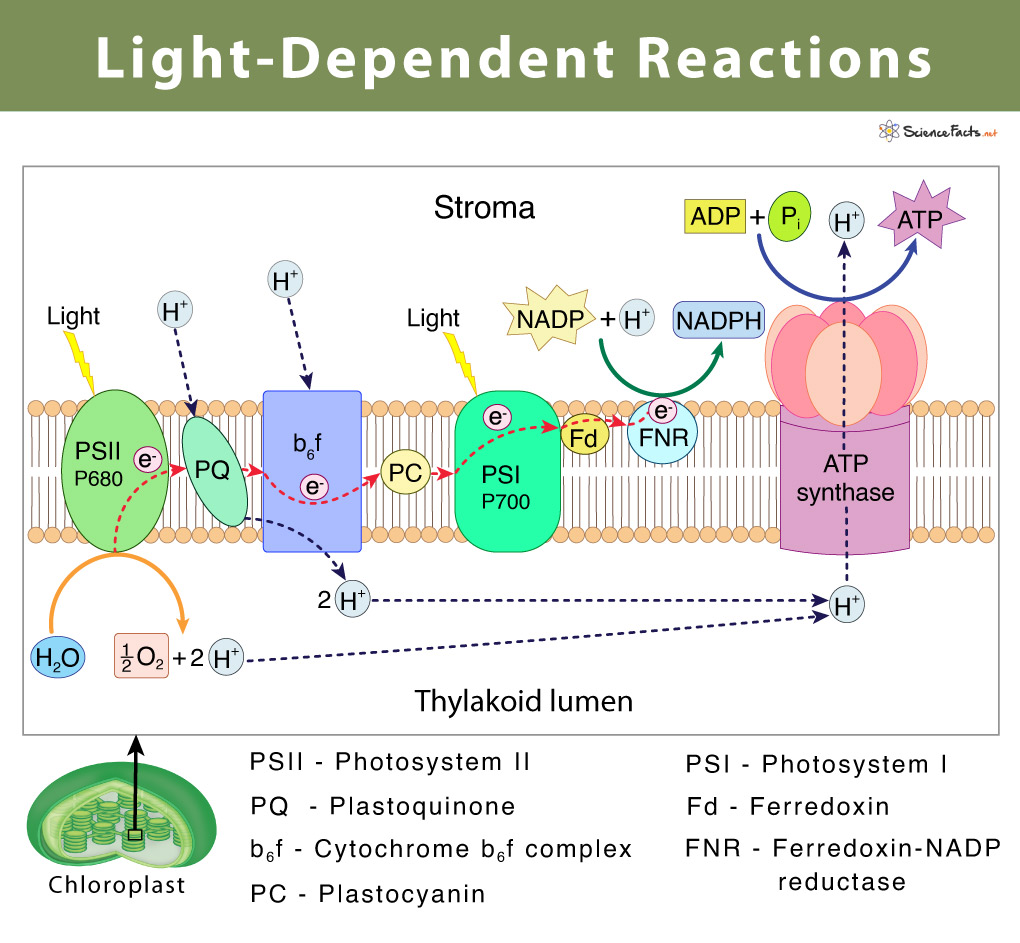 Light-Dependent Reaction: Diagrams, Products
