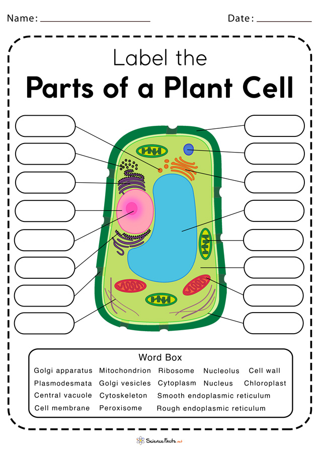 Plant Cell Diagram Worksheet - Printable Word Searches
