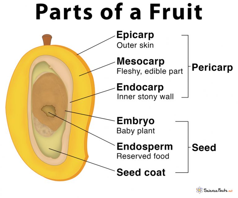 Parts of a Fruit Functions and Diagram