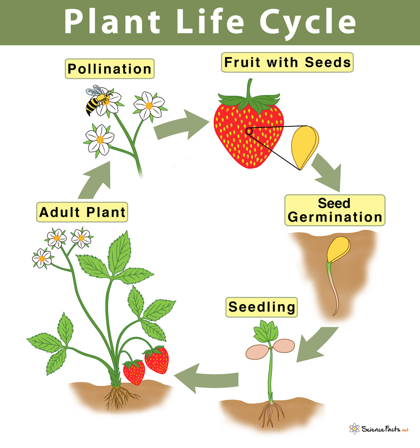 Plant Life Cycle Stages And Diagram