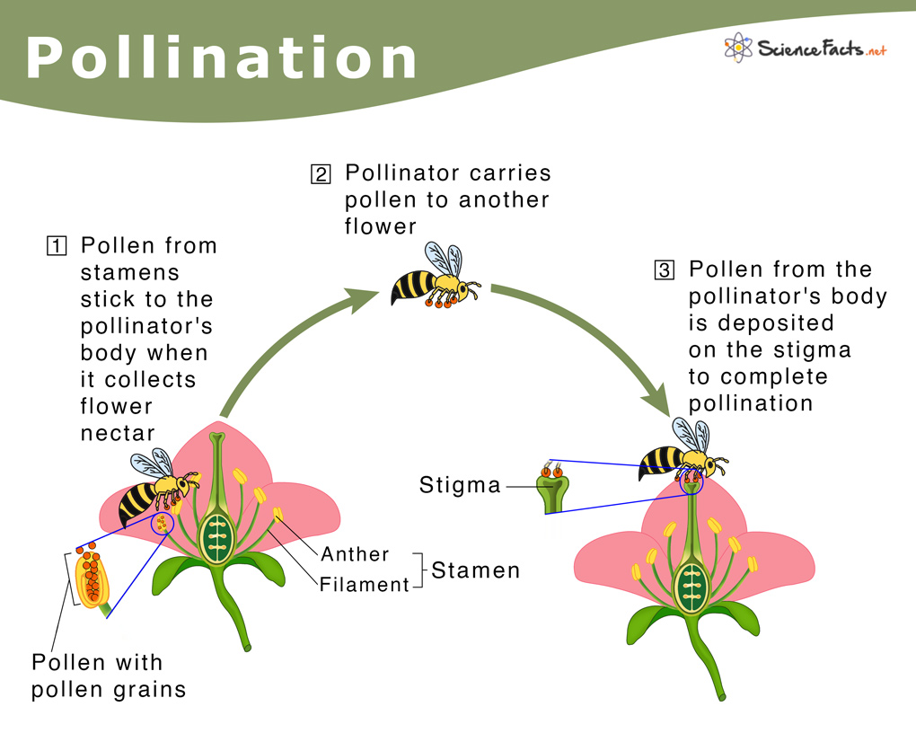 Pollination Definition Types And Process