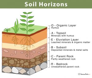 Soil Horizons: Definition, Features, and Diagram