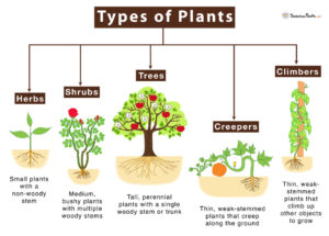 Types of Plants - Science Facts