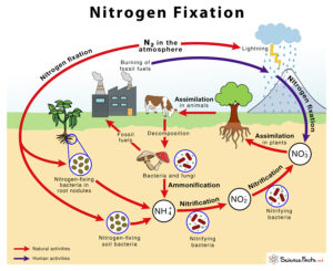 Nitrogen Fixation: Definition, Process, Example & Equation