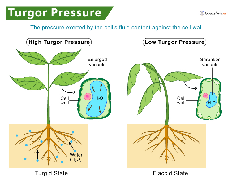 Pressure Caused By Water Inside A Plant Cell