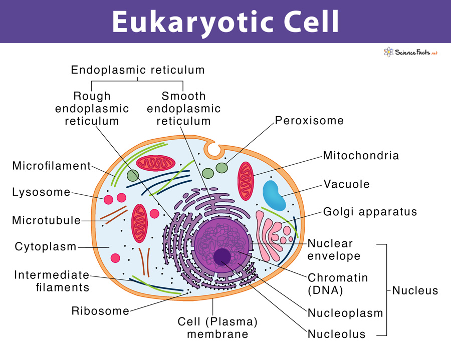 Model of prokaryotic and eukaryotic cell  KitabBuddy