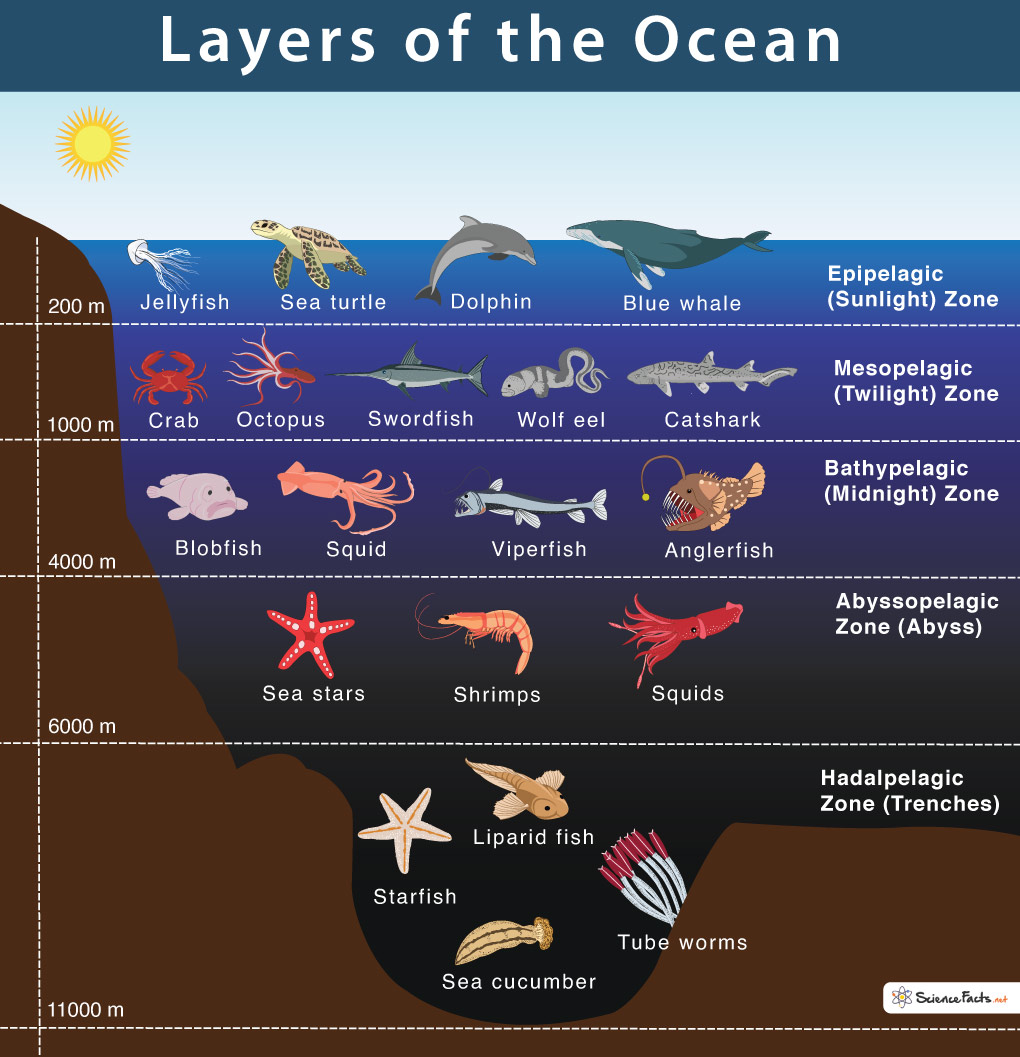 Types Of Oceans