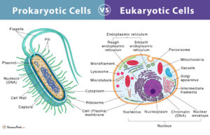 Prokaryotes vs. Eukaryotes: Definition and Characteristics