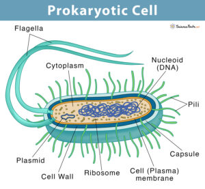 Prokaryotic Cell: Definition, Examples, & Structure