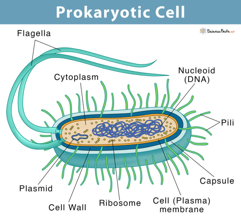 Prokaryotic Cell Definition, Examples, & Structure