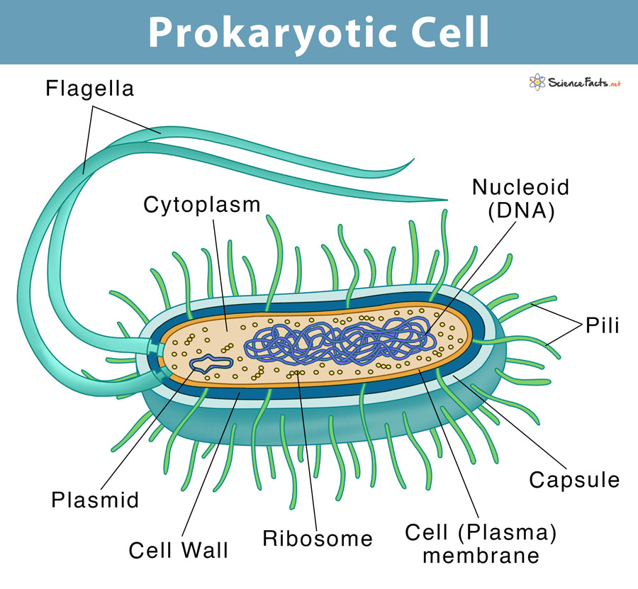 Prokaryotic Cells Prokaryotes Definition Structure Parts Examples Riset