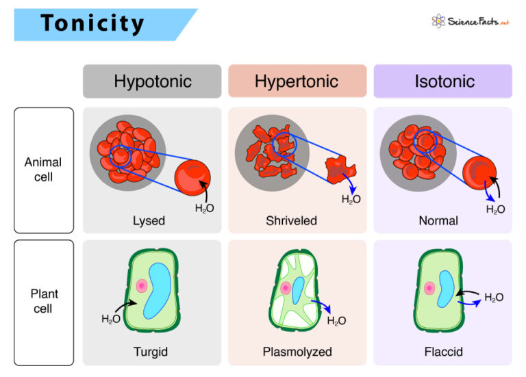 isotonic-solution-definition-meaning-examples-diagram