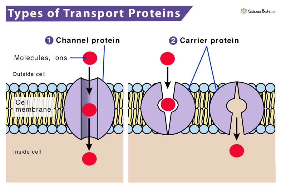 Explain The Differences Between The Two Types Of Transport Proteins