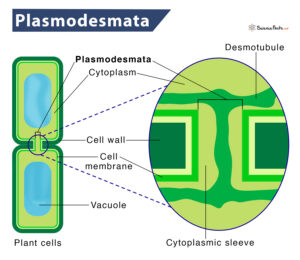 Cell Junctions: Definition, Types, and Functions