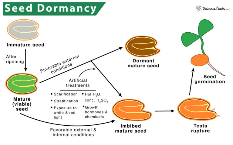 Seed Dormancy Definition Meaning Causes Types Importance