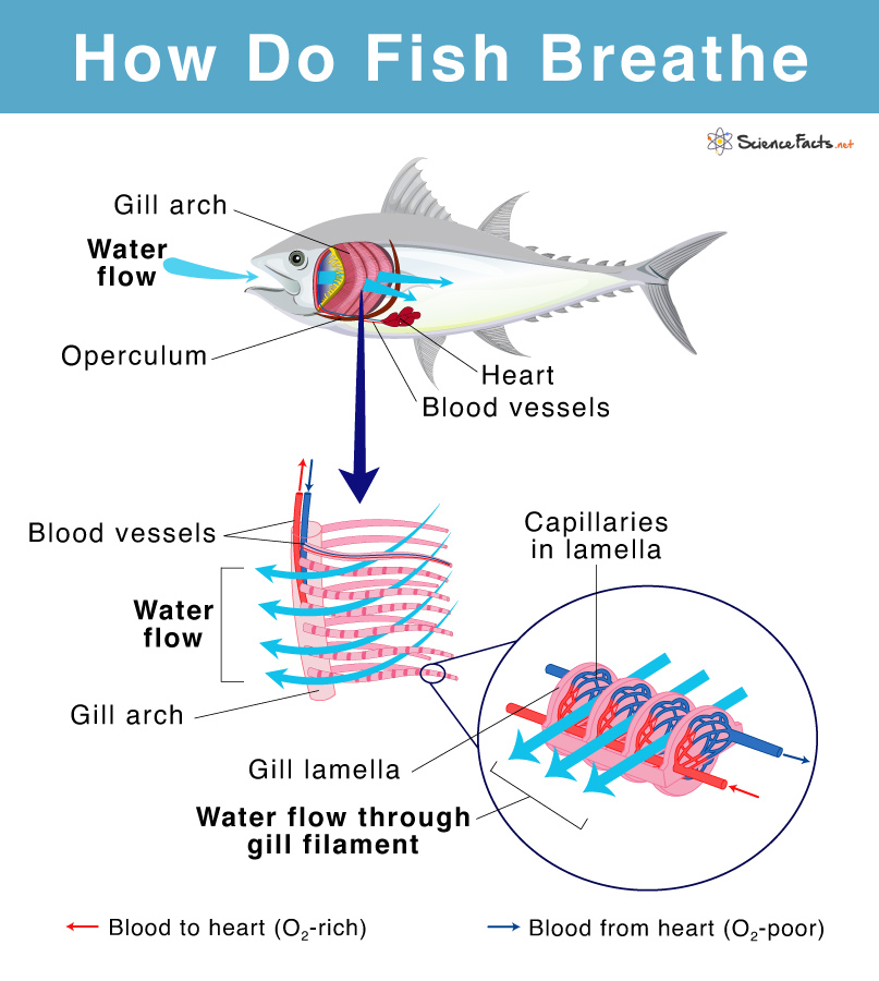 How do Fish Breathe Underwater for Kids Explained with Diagram
