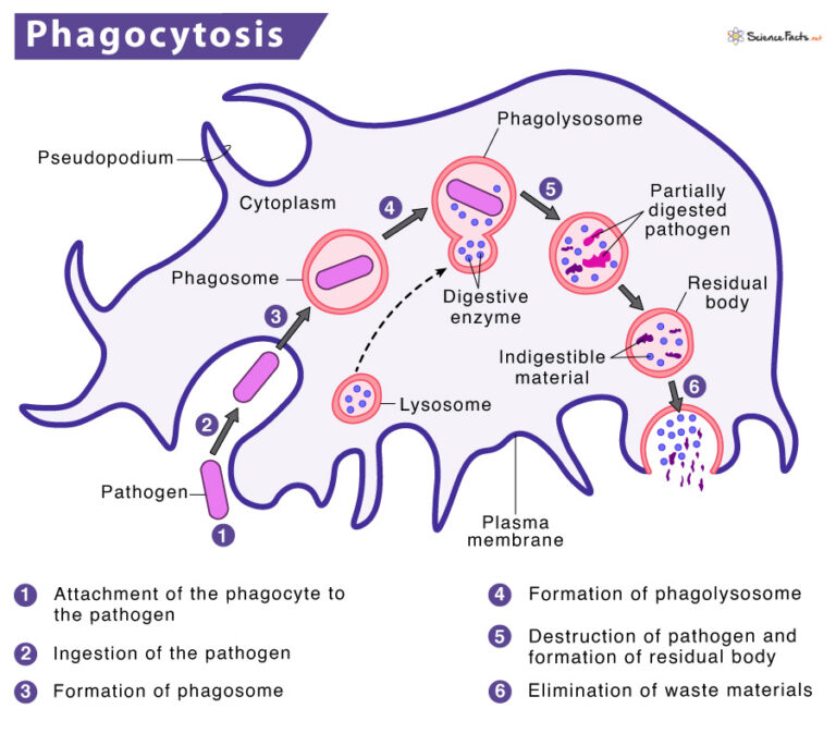 Phagocytosis Process With Definition Steps And Examples 2124