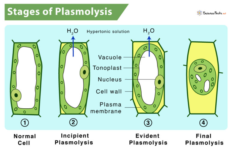 plasmolysis-its-process-with-definition-meaning-importance