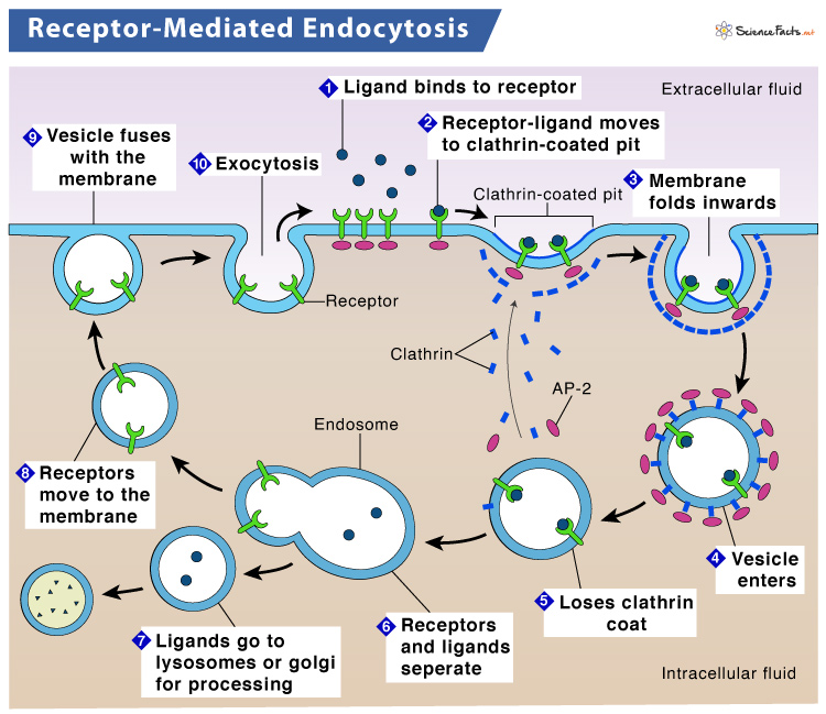 receptor mediated endocytosis transferrin