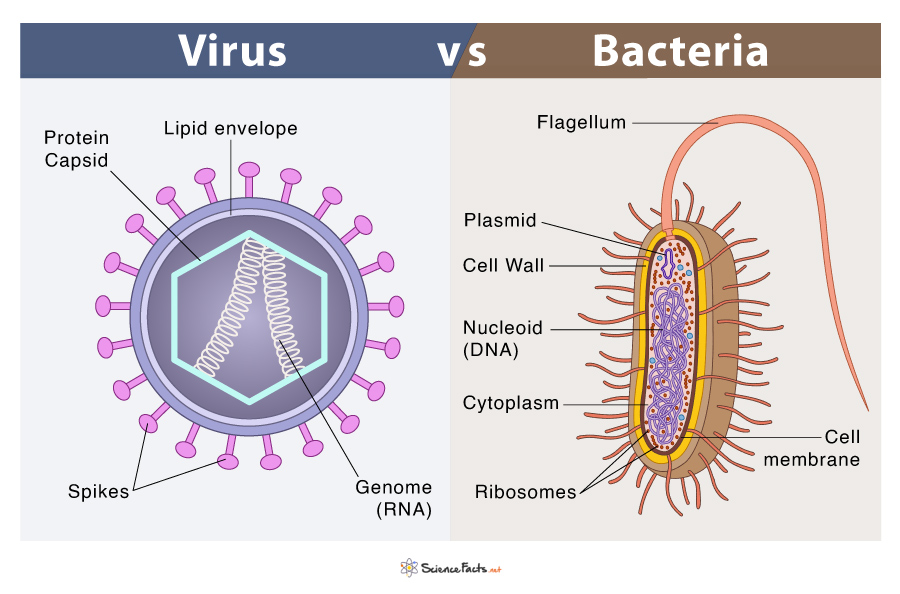 virus bacteria structure structure diagrams