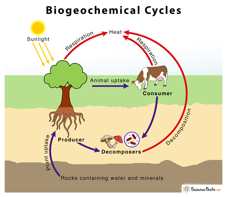 Biogeochemical Cycles Definition Types Examples Importance