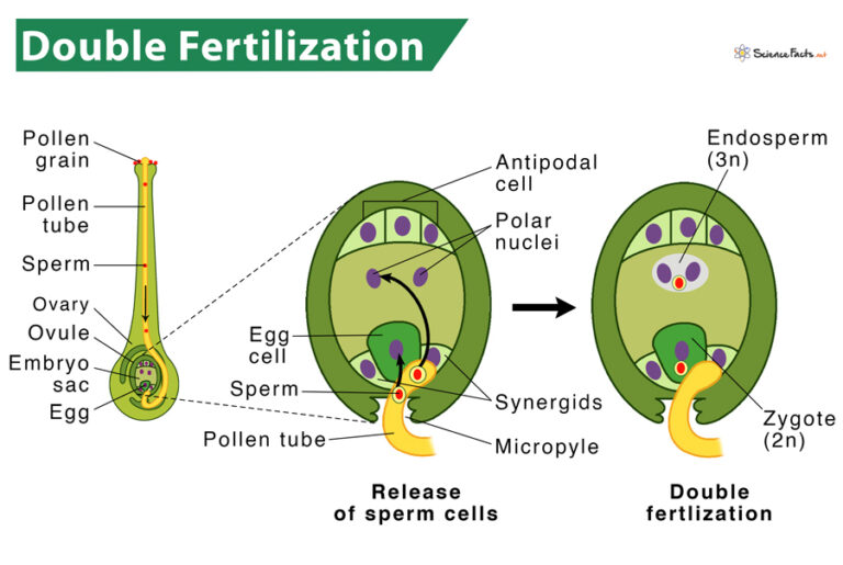 What Is Double Fertilization In Hindi Definition