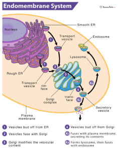 Endomembrane System – Definition, Parts, Functions & Diagrams