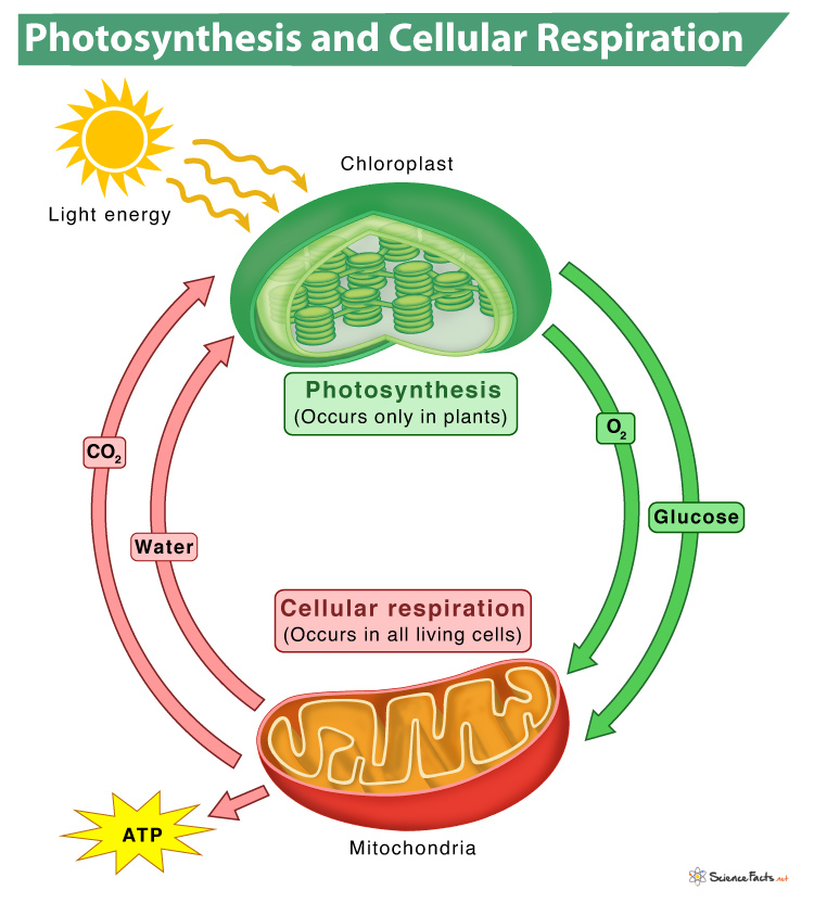 photosynthesis and cellular respiration diagram