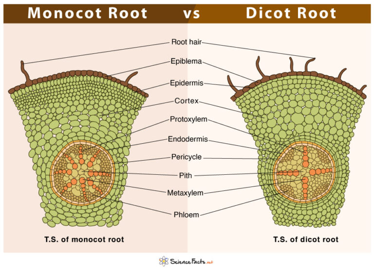 Monocot vs. Dicot Root: Differences and Similarities