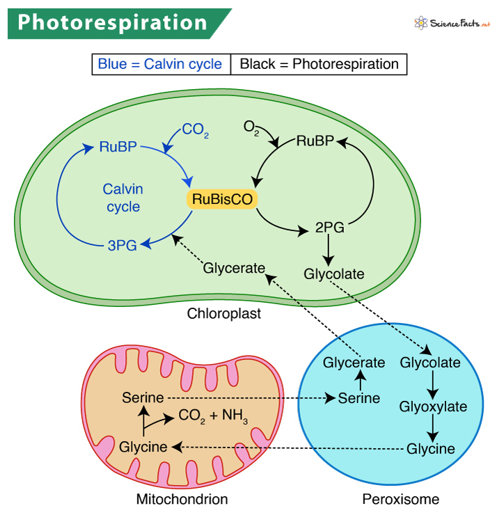 Photorespiration Definition Process And Mechanism