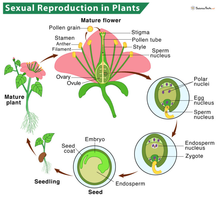 Reproduction In Plants Description Types And Diagram 2654