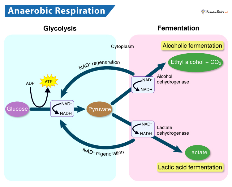 Anaerobic Respiration: Definition, Equation, Steps, & Examples - Anaerobic Respiration Diagram