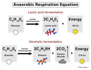 Anaerobic Respiration: Definition, Equation, Steps, & Examples