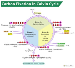 Carbon Fixation In Photosynthesis: Definition And Process