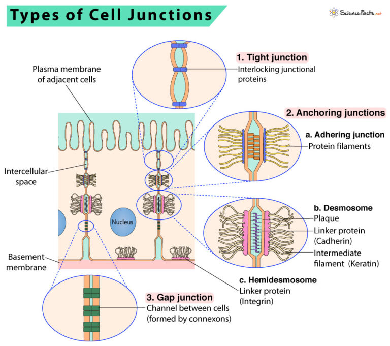 Cell Junctions Definition, Types, and Functions