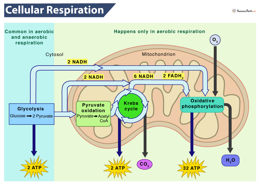 cell respiration steps