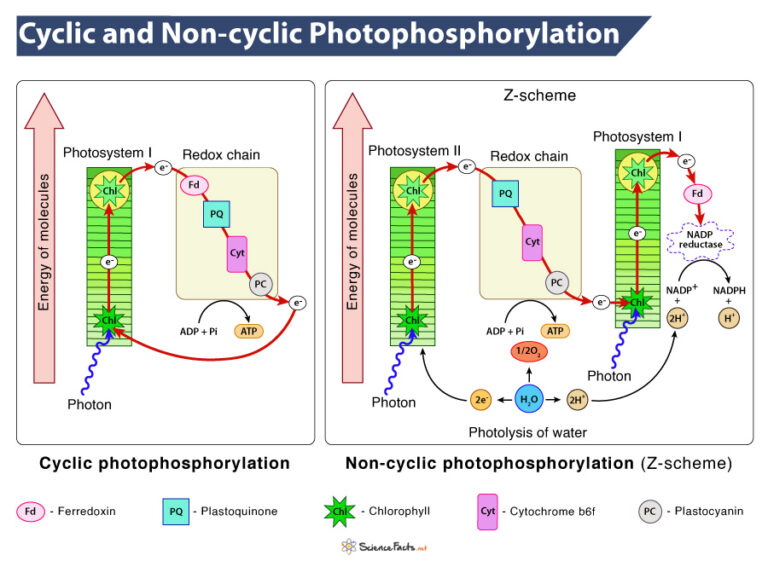 Cyclic Non cyclic Photophosphorylation Definition Difference