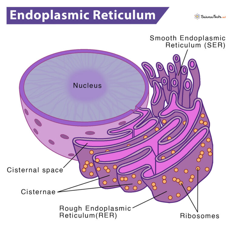 new research on endoplasmic reticulum