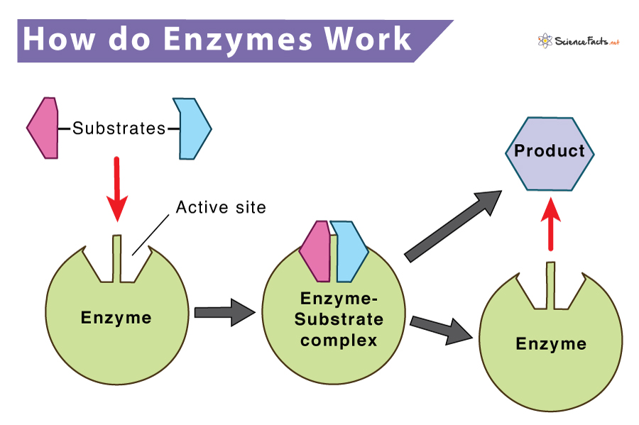 Enzyme Definition, Types, Structure, Functions, & Diagram