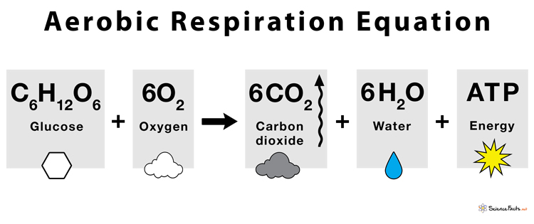 Aerobic Respiartion Definition Equation Steps Advantages