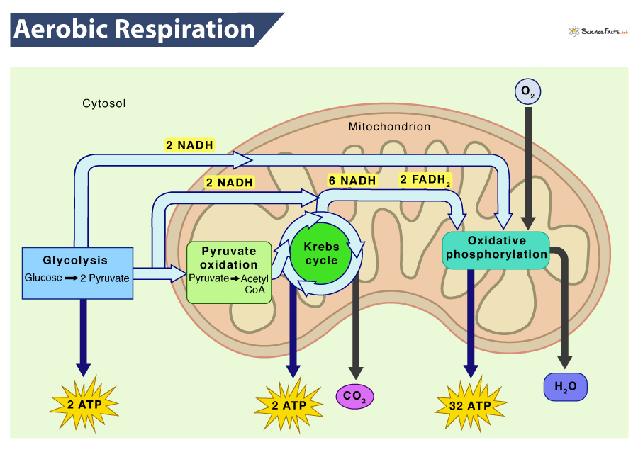 Aerobic Respiartion Definition Equation Steps Advantages