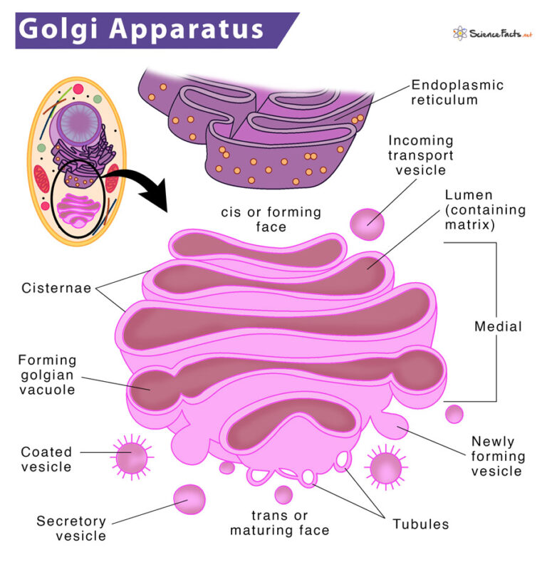 Golgi Apparatus Definition, Location, Structure & Functions