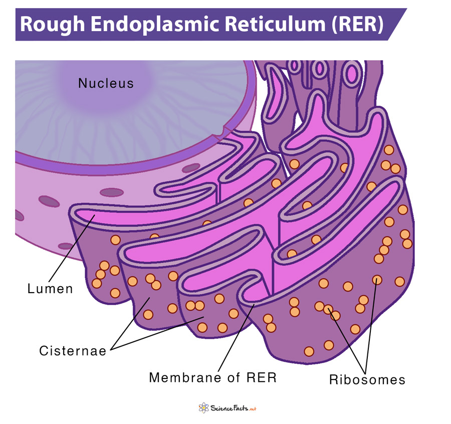 Rough Endoplasmic Reticulum Definition, Structure, Function