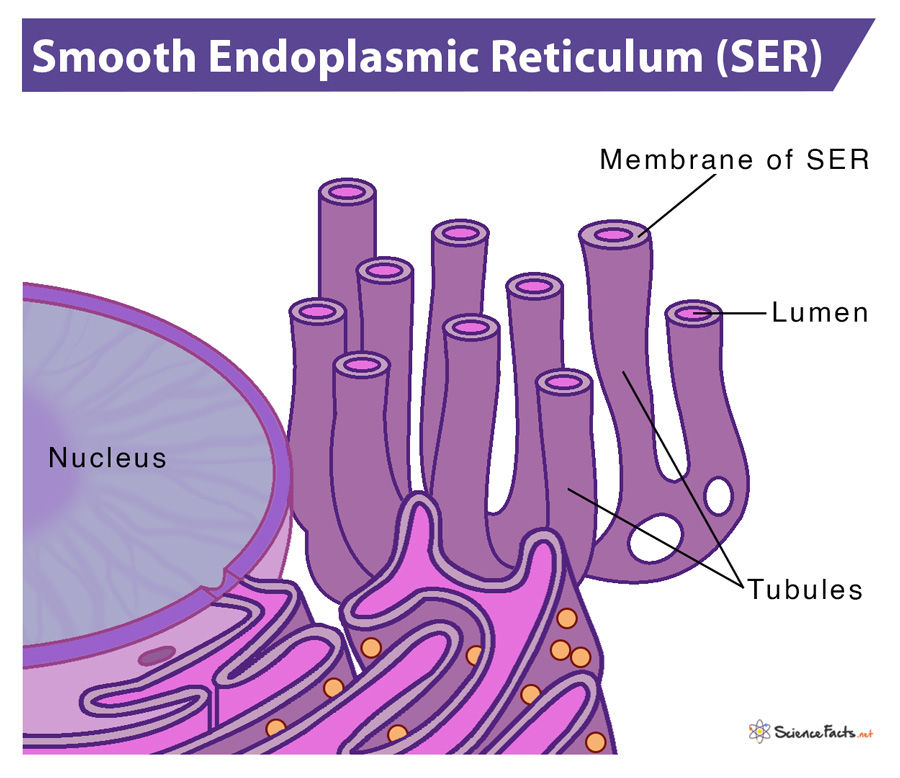 Smooth Endoplasmic Reticulum Definition, Structure & Functions