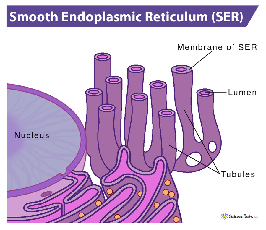 Smooth Endoplasmic Reticulum Animal Cell