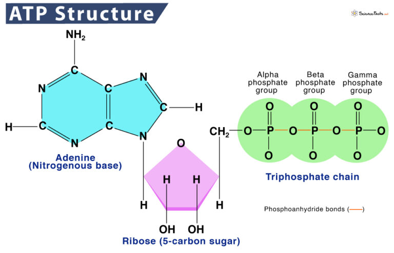 Adenosine Triphosphate (ATP) – Definition, Structure, & Diagram