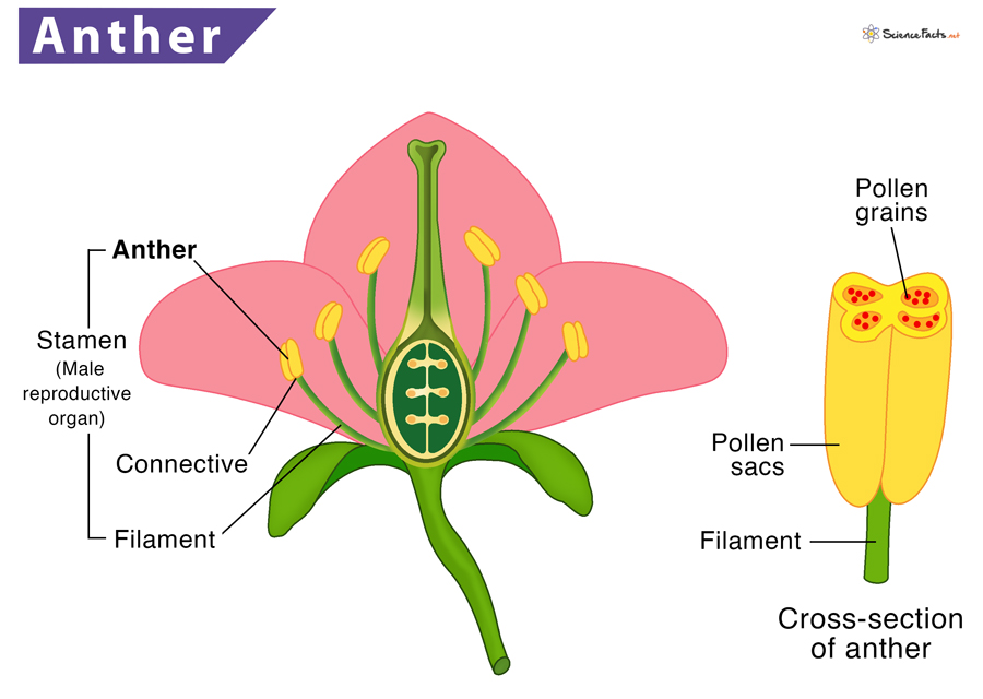 Anther Definition Meaning Location Function Diagram