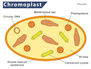 Chromoplast – Definition, Location, Types, Functions, & Diagram