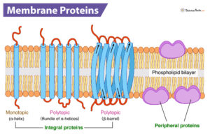 Membrane Proteins - Definition, Types, Structure, & Functions