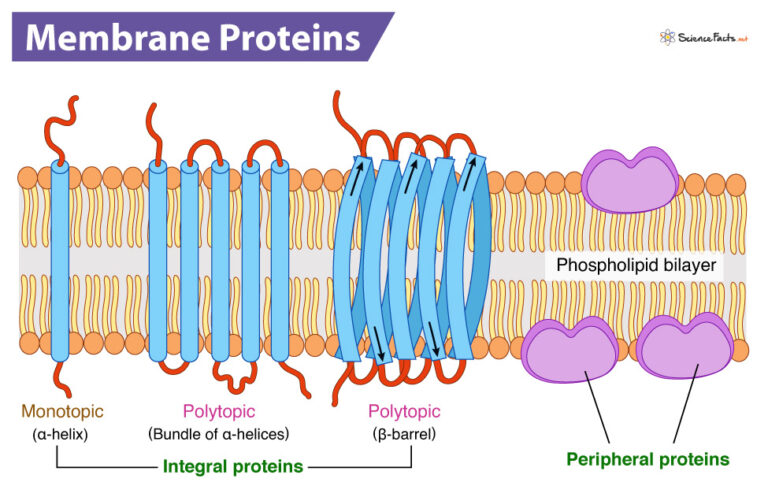 Membrane Proteins - Definition, Types, Structure, & Functions